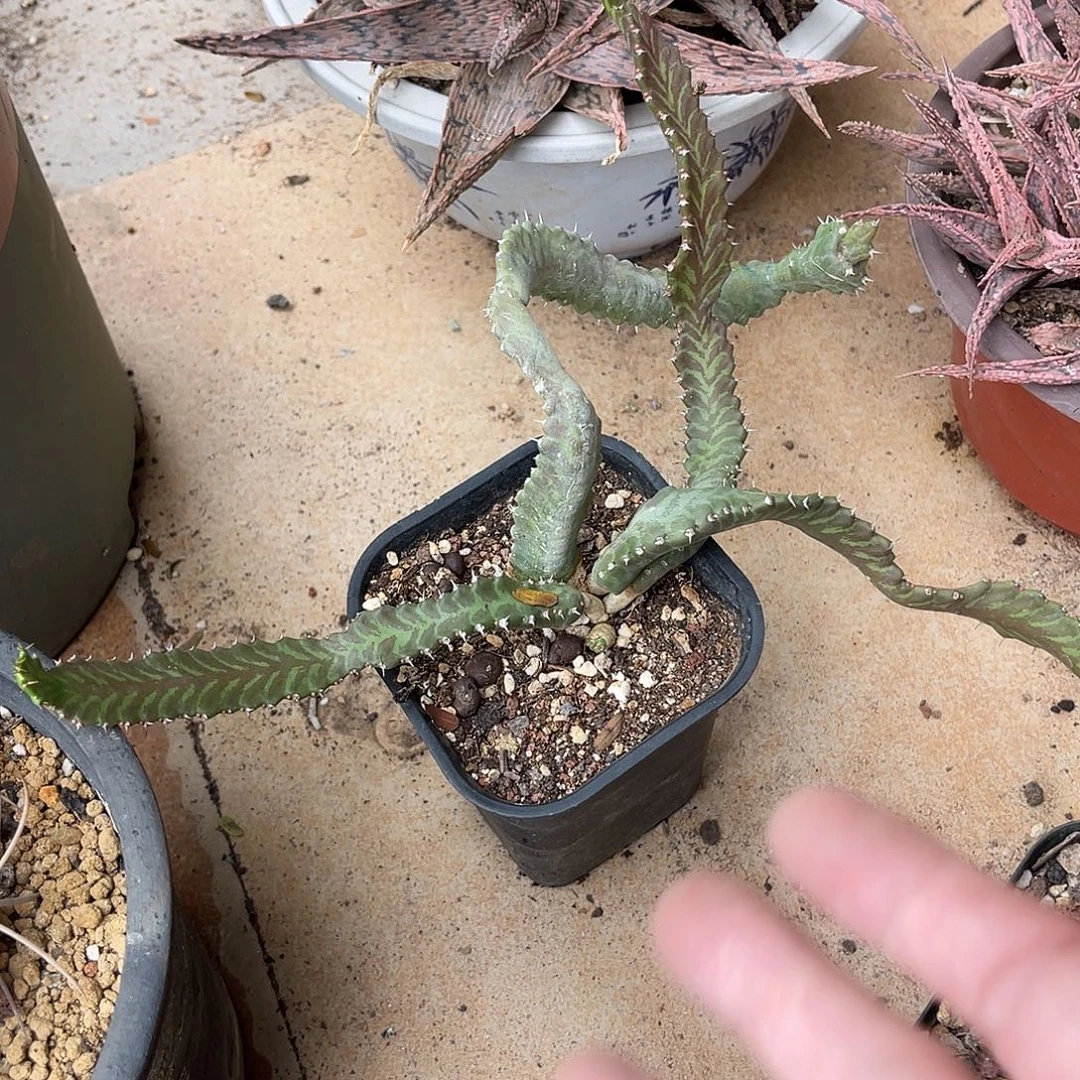 飞龙大戟块根一物一拍