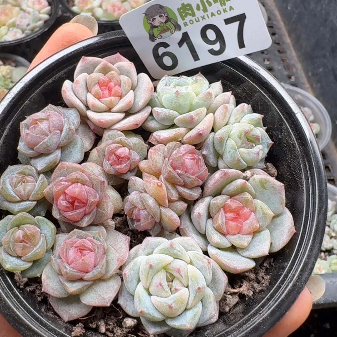 多肉植物多肉植物