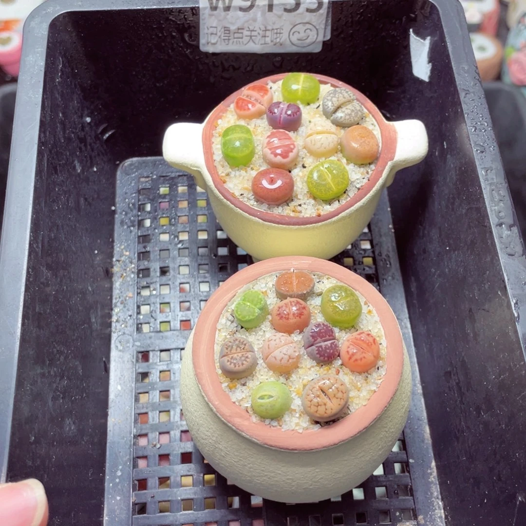 w9155锅锅系列 一份两盆量拍