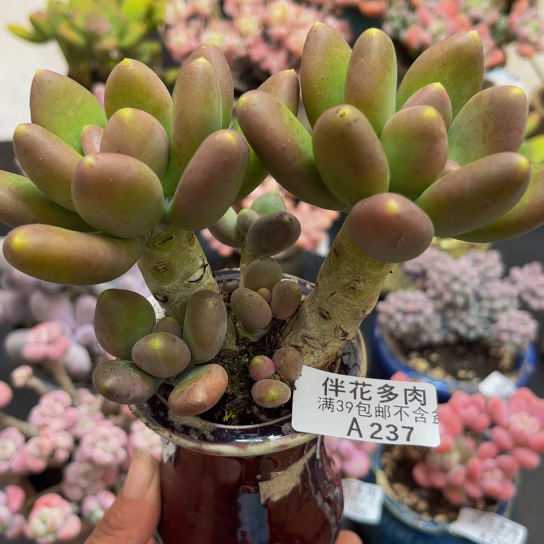 237/10cm芒果奶多肉植物