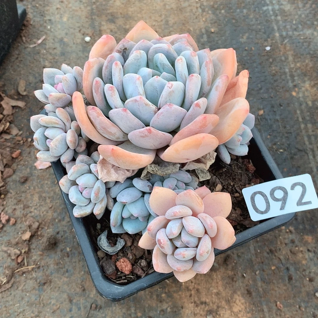 092奥橙一物一拍多肉