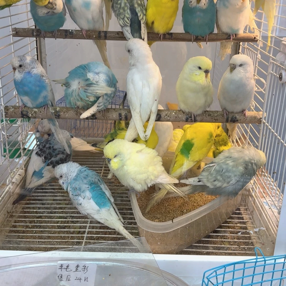 虎皮鹦鹉大头特价一只