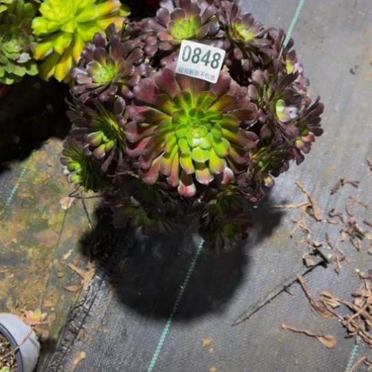 开***奶铜鼓中班084888888888