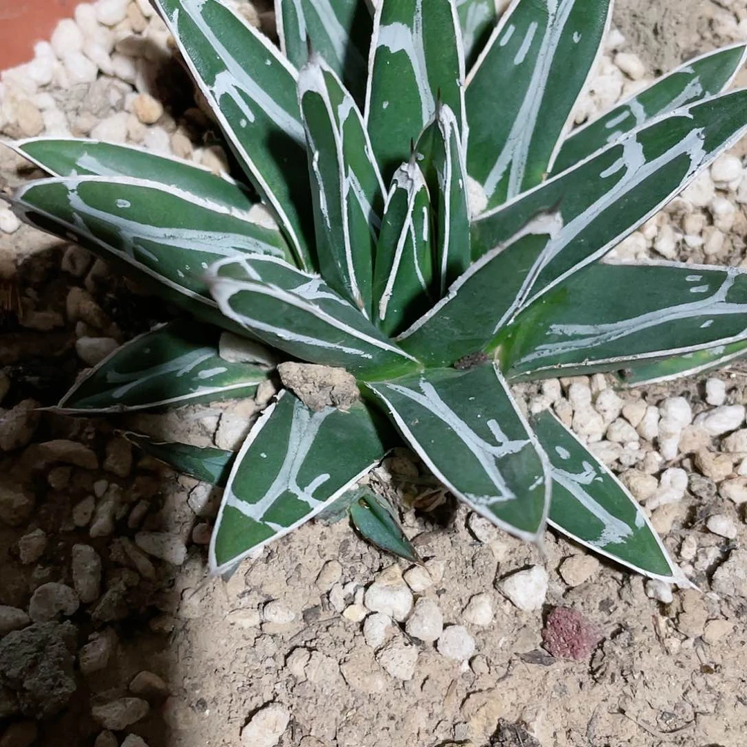 等***起丸叶屉之雪小苗龙舌兰包邮