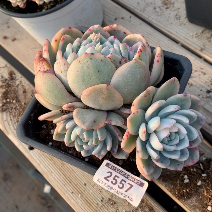 梦露锦多肉植物的