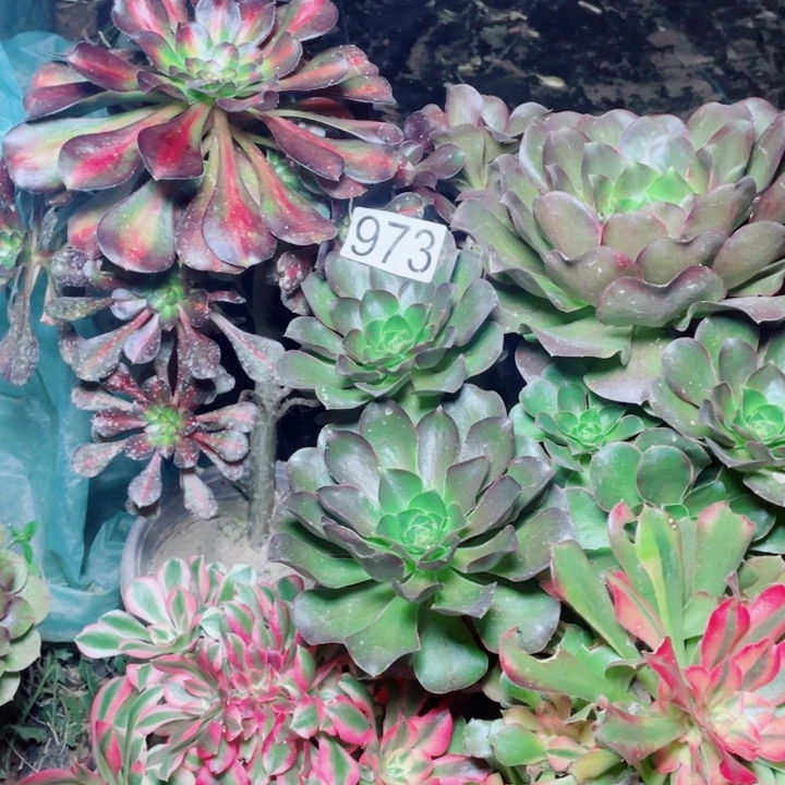 多肉植物组合973