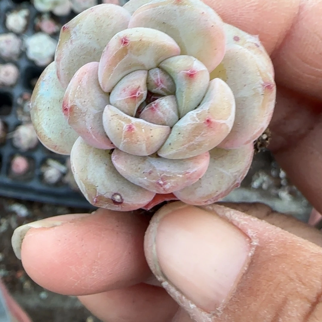 多肉小卡拉米糖心一物一拍