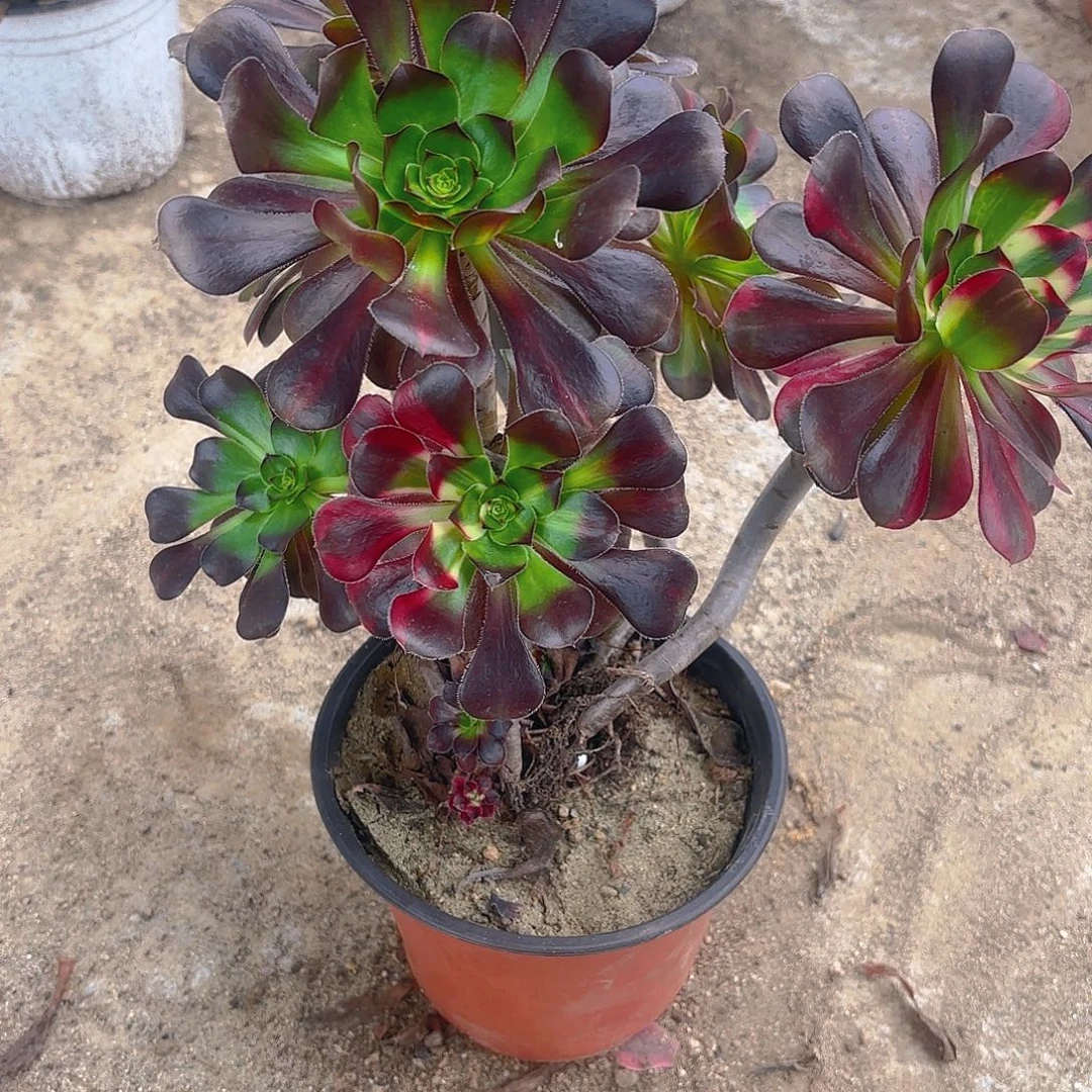 花蝴蝶多肉植物159