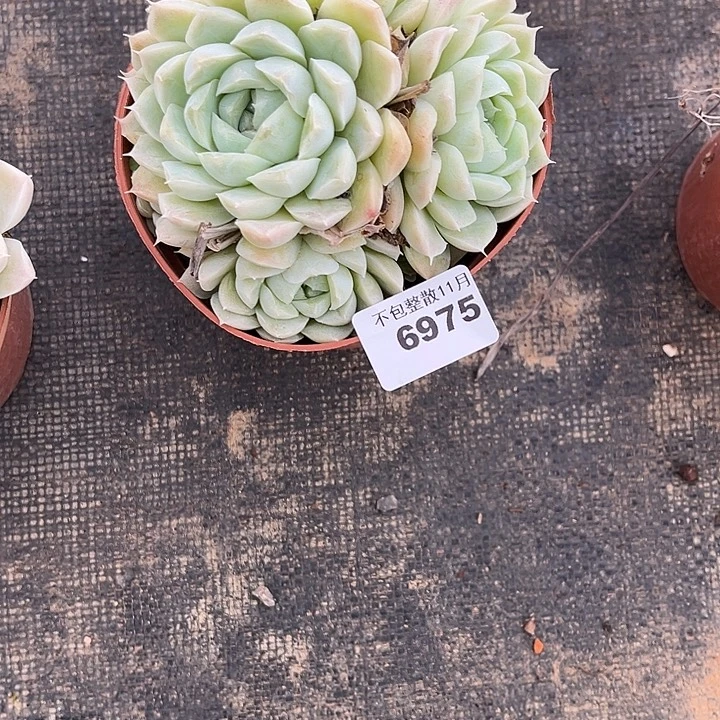 胡***店阿雅园艺。       6975白月影