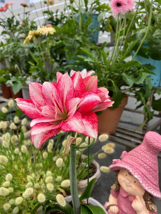 台朱紫艳4.5，已实开对版，小球开花品种，生长快生侧能力强