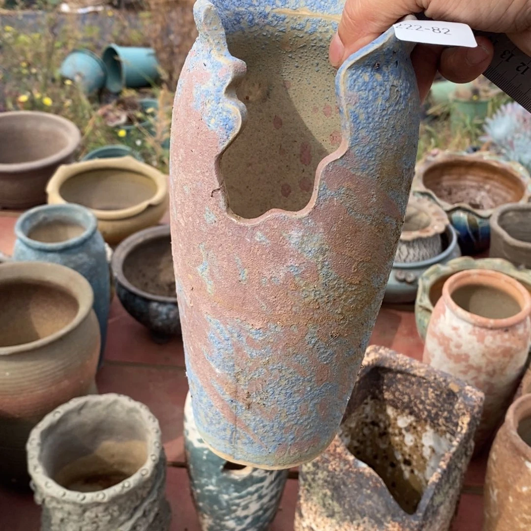 红陶兰*草82号多肉盆一个呀