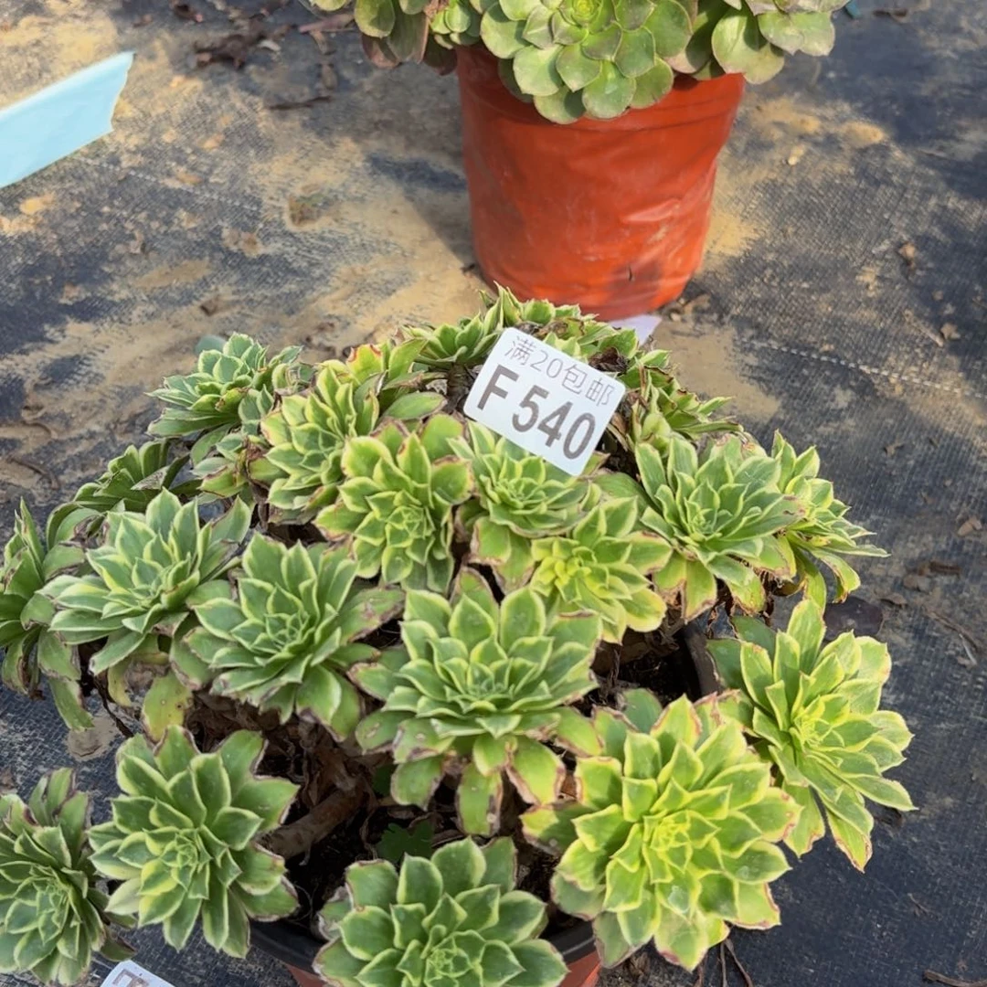 540多肉植物捧花的时候