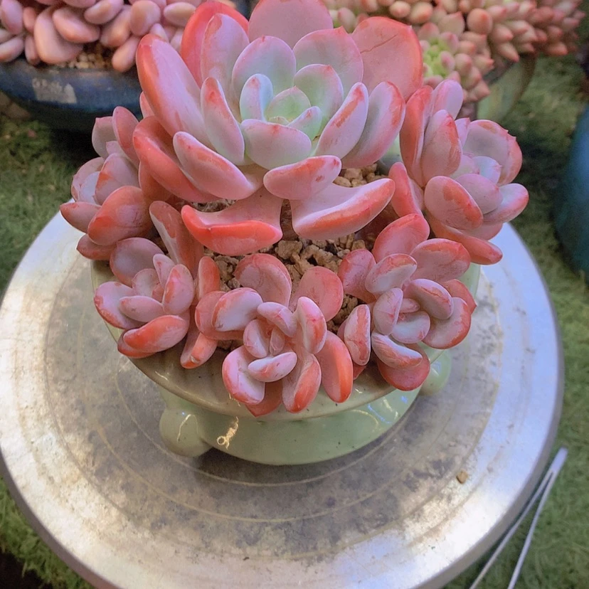 【闪购商品】彩虹香橙