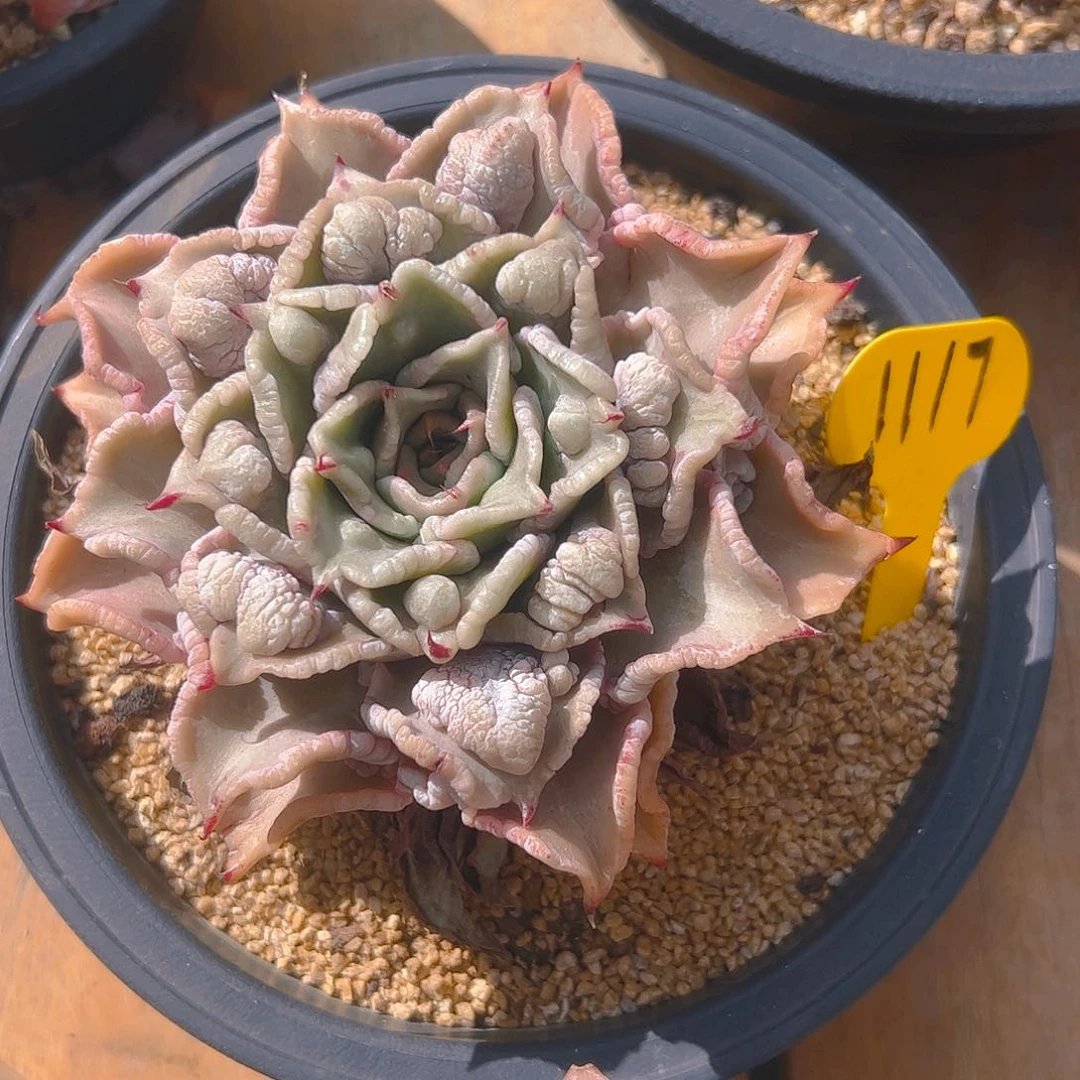 蘑*头饺子皮1117号一物一拍