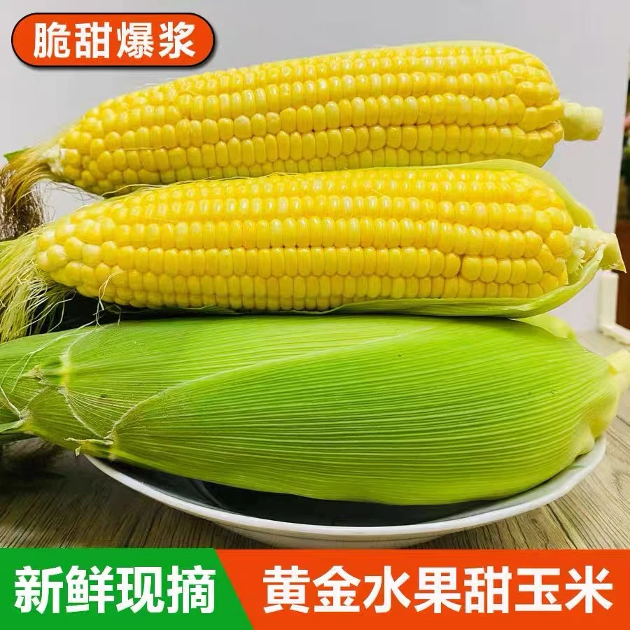 正宗云南黄金水果甜玉米 现摘新鲜带皮甜脆水果玉米 可生吃