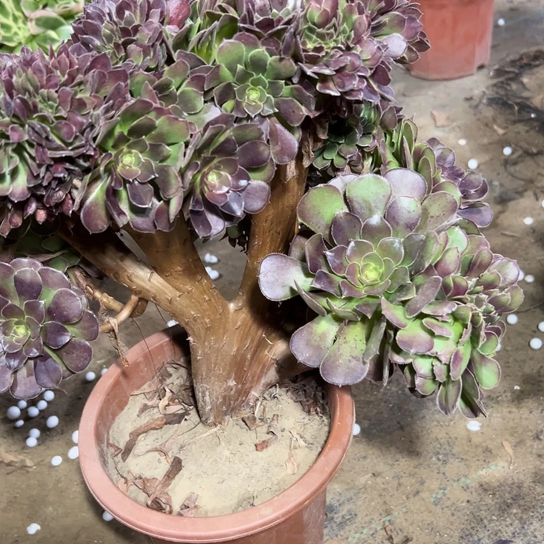 多86肉植物玫瑰缀花