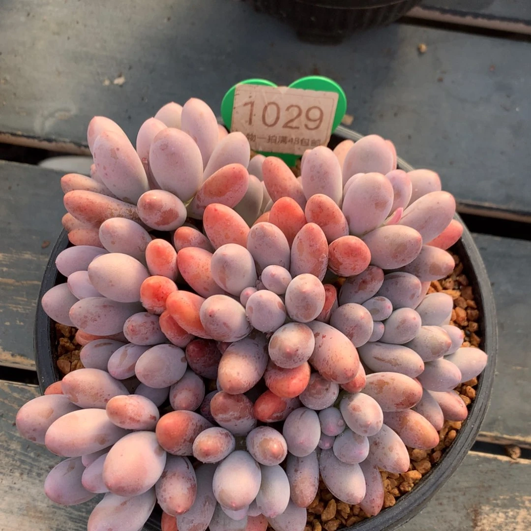 大叶汤圆无砍平头1029