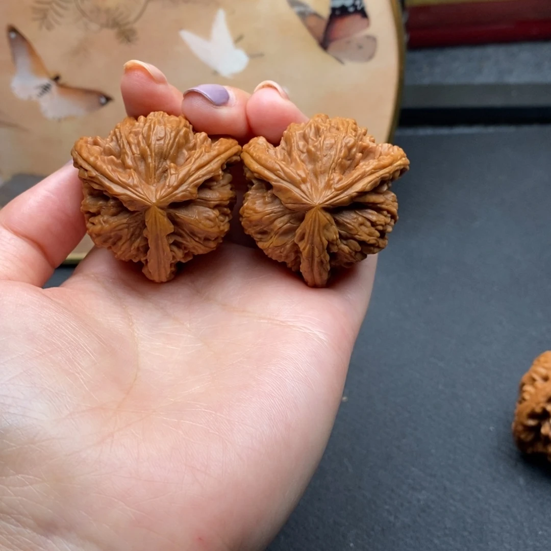 熊*白狮子111111111