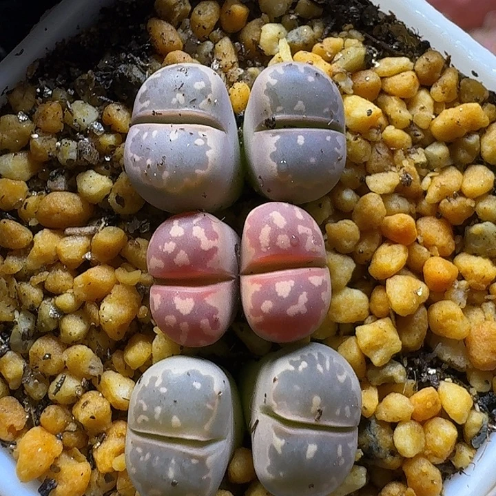 生石花1111111。    237