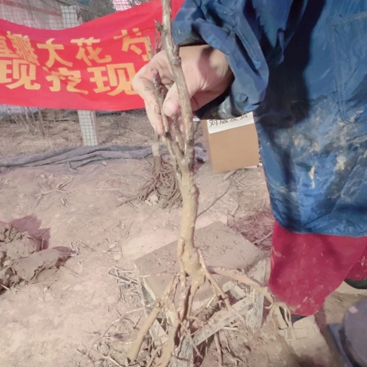 当前无花栽培后可以开花岛津红