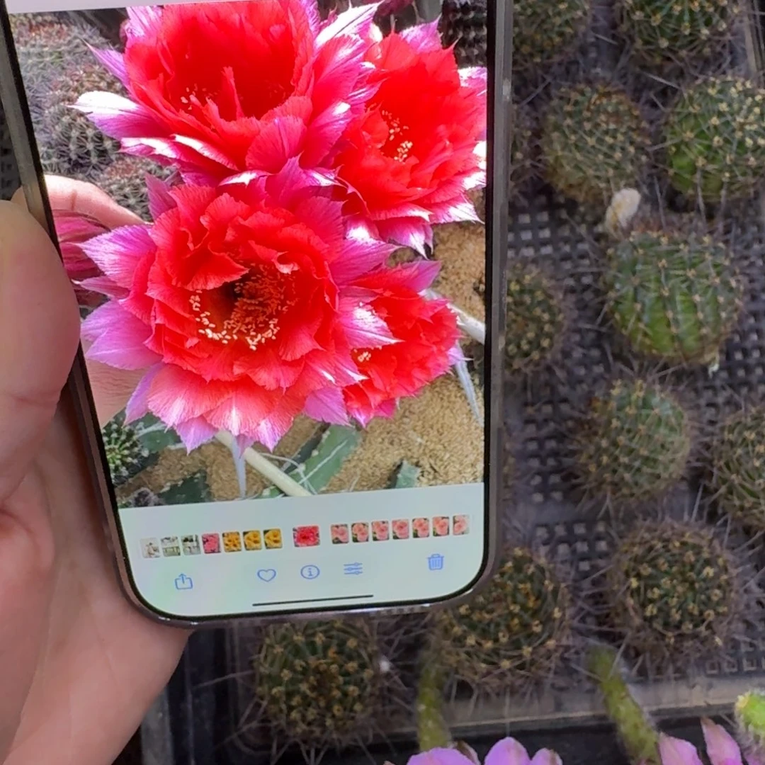 307彩草戴玉歪无根侧牙4公分左右，20包邮