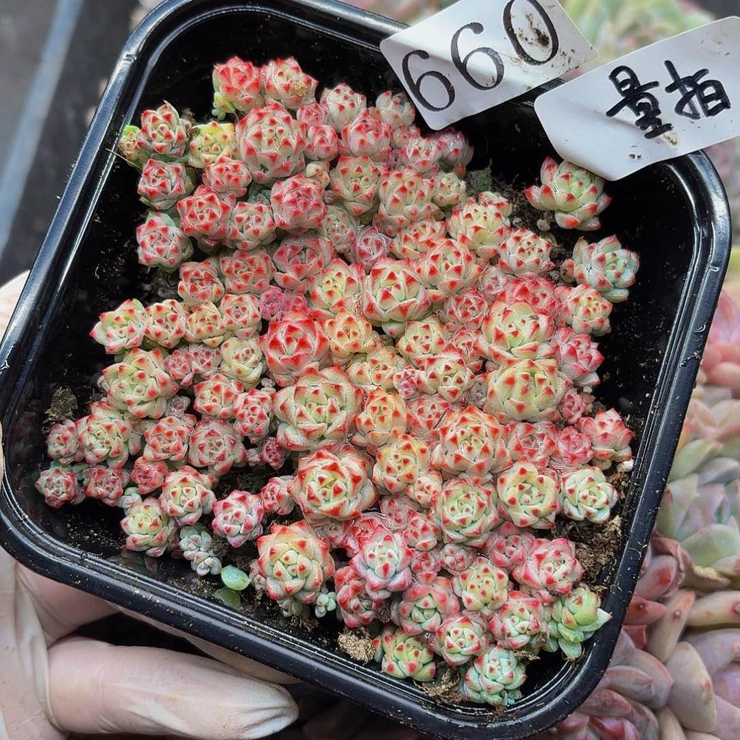 多肉植物多肉植物660量拍