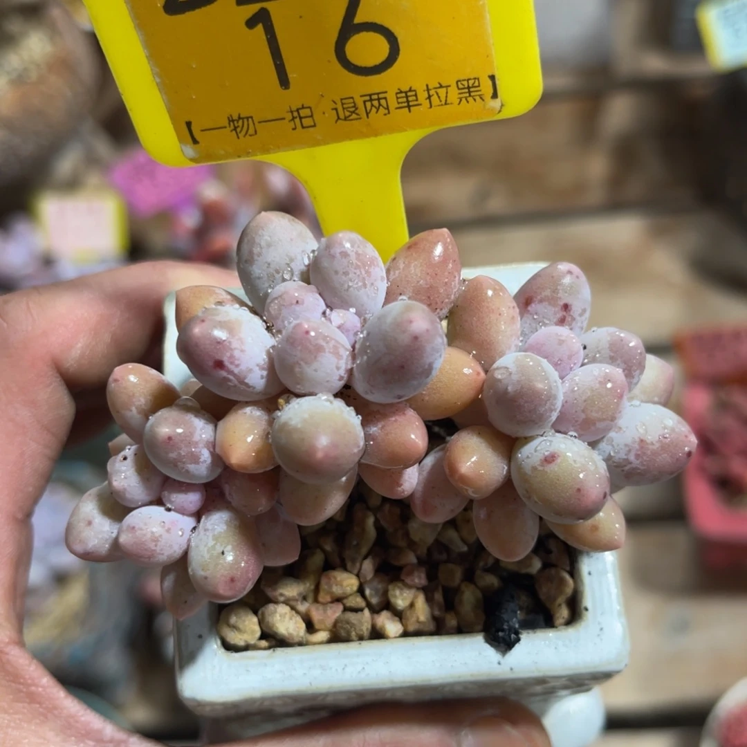 云尘多肉一物一拍不含盆16