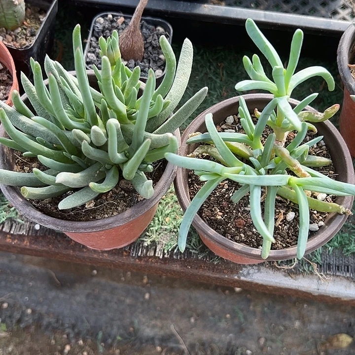 橙花➕红花奔龙，一物一拍