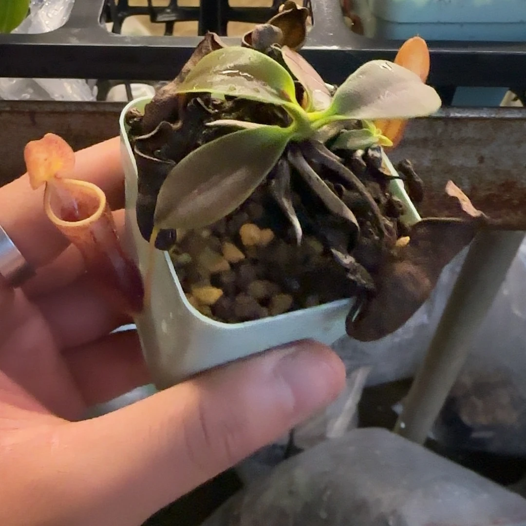 乘***汉无花朵专拍clc猪笼草