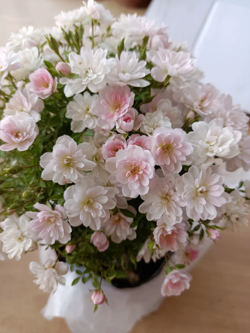 姬乙女躲藏等各品种提根盆景直播间一物一拍