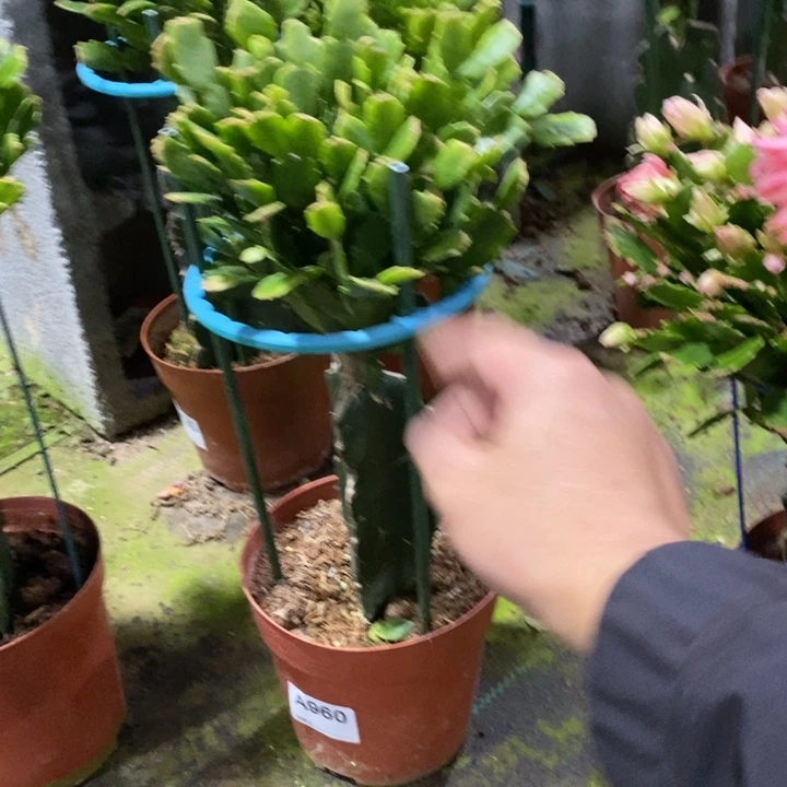 当前无花栽培后可以开花知***Z960嫁接028