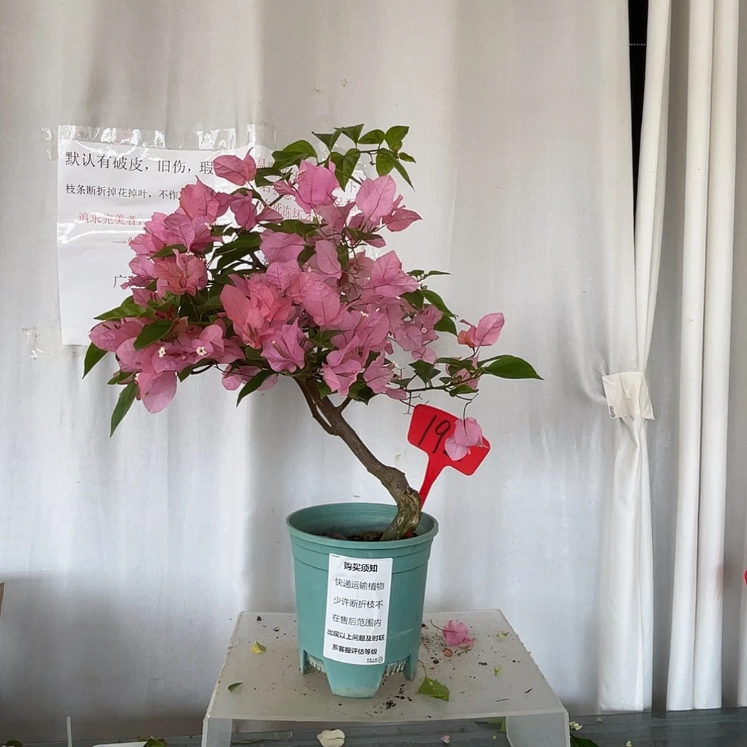 当前无花栽培后可以开花192橙粉公主桩，默认有破皮旧伤