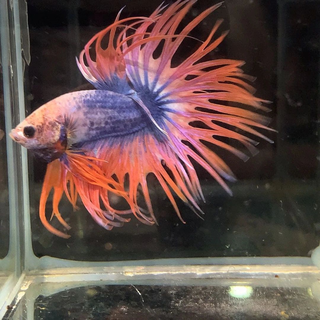 斗鱼七弟泰国斗鱼7