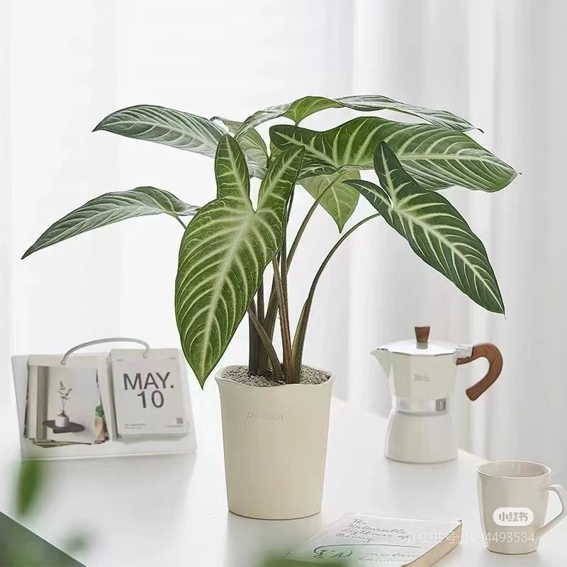 千年芋盆栽｜ins 风观叶植物｜净化空气吸甲醛｜室内外通用北欧绿植