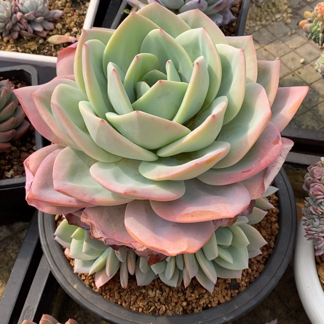 多肉植物一物一拍