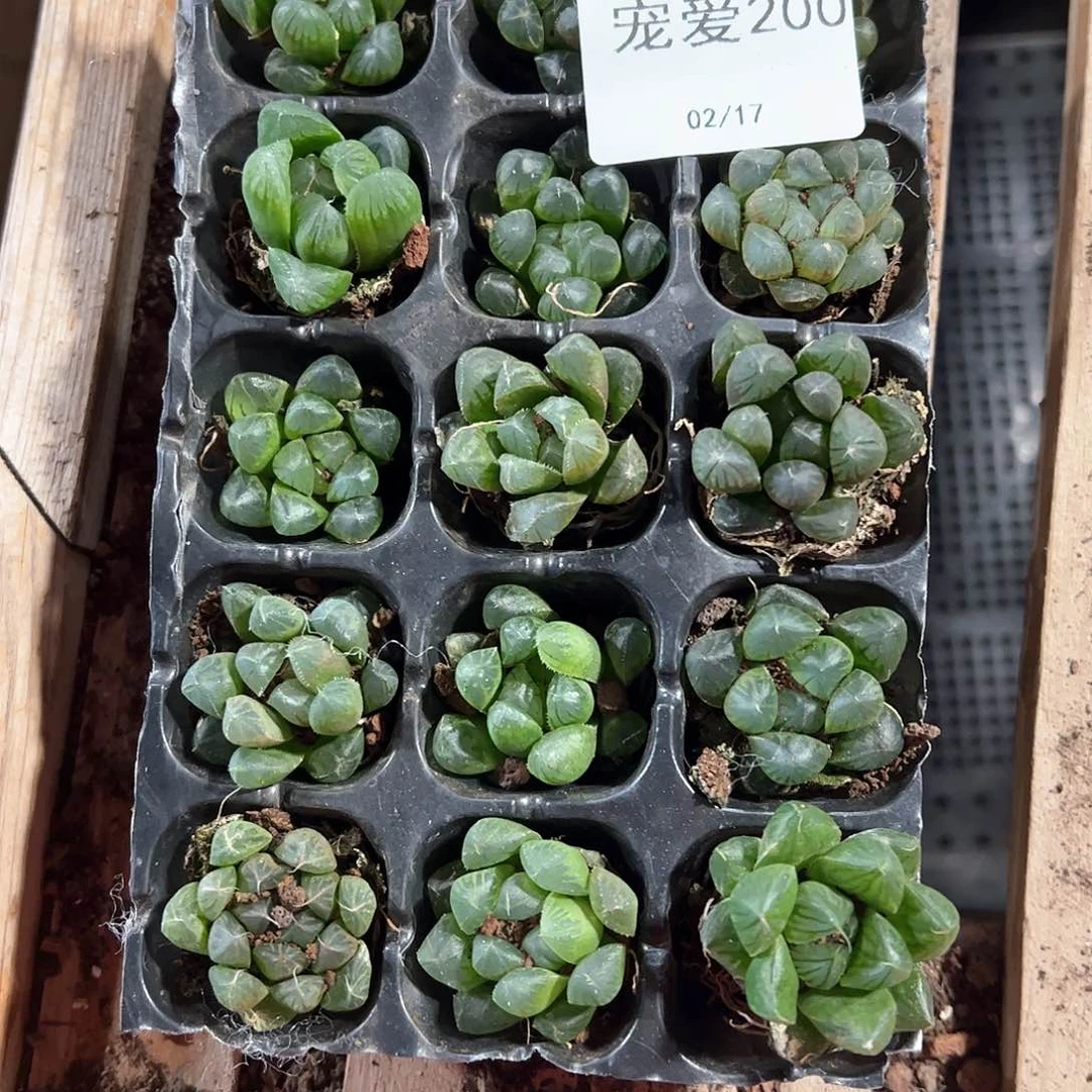 直播福利一物一拍200