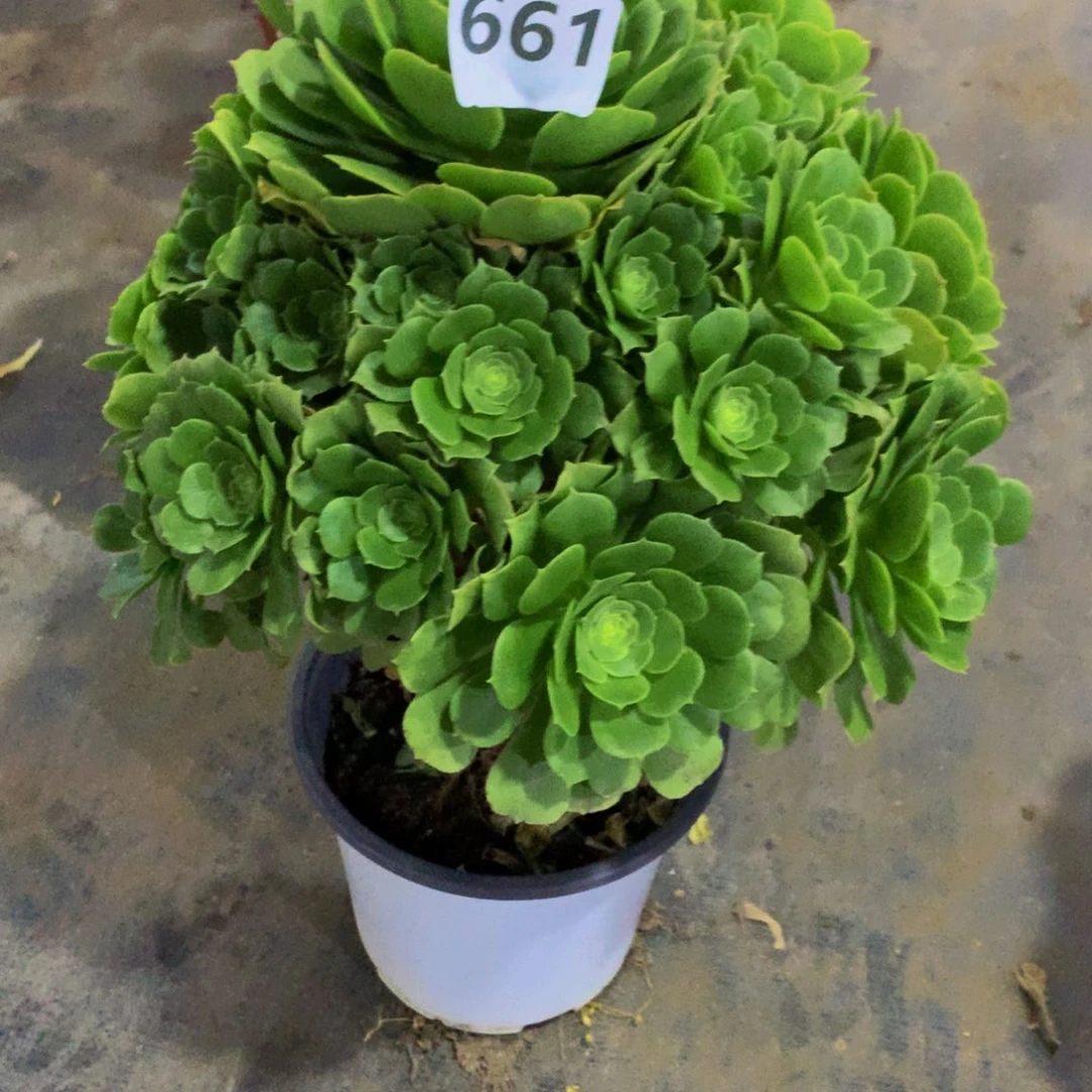 【闪购商品】小*帽661绿玫瑰特价秒