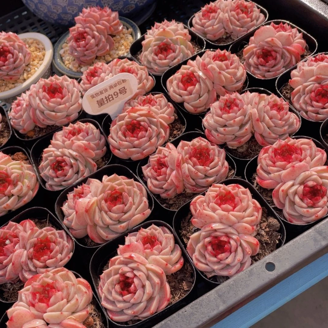 量拍9号红丝绒糖心天鹅绒双头一个