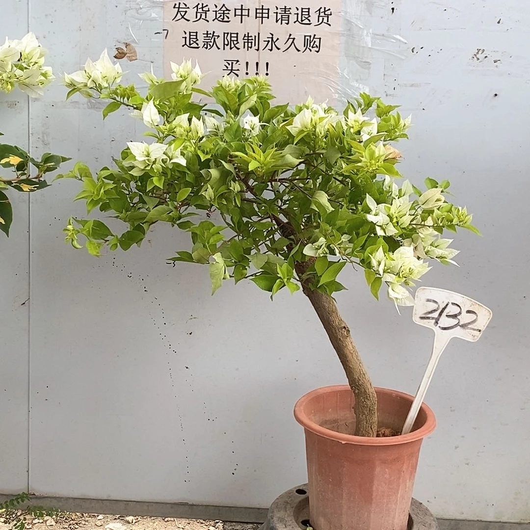 大部分开放少量花苞雪豹2132