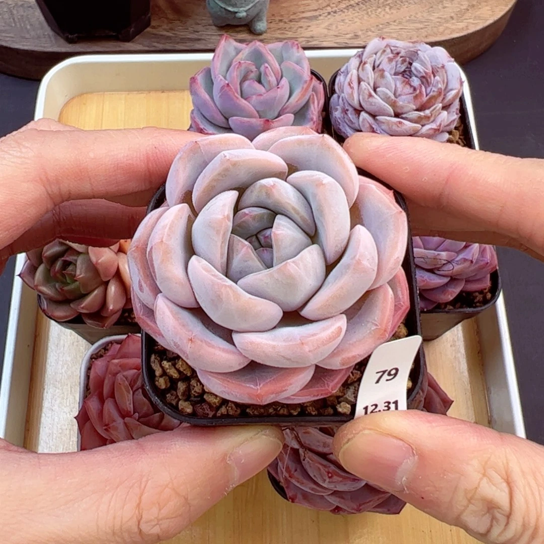 好好看79、哈哈哈哈