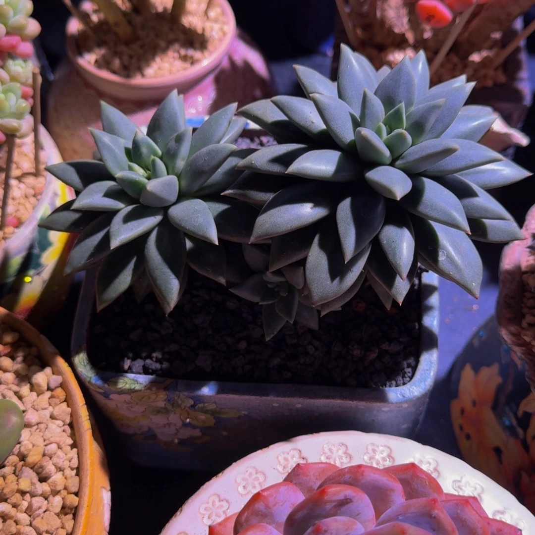 狼牙 双头  一物一拍