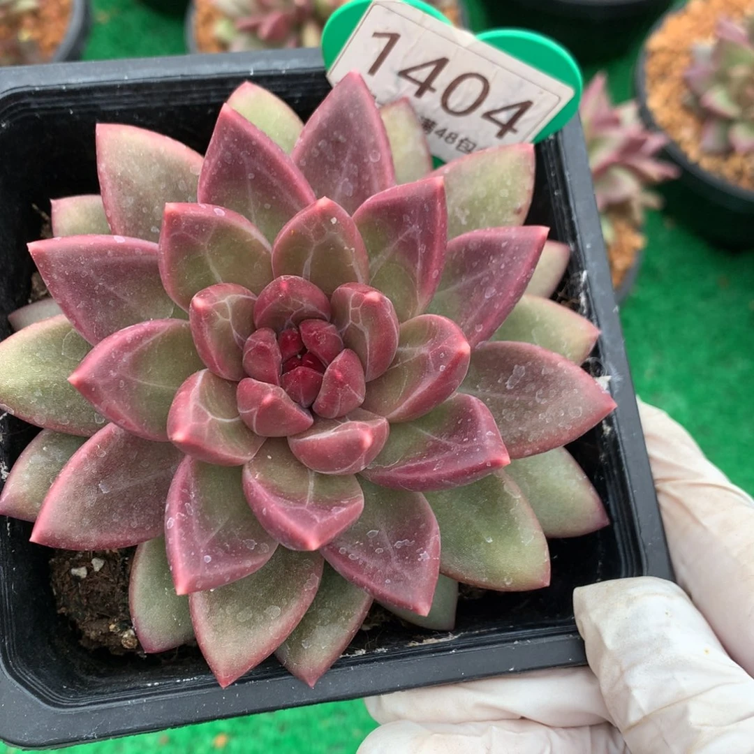 迷雾泡泡单头一物一拍1404