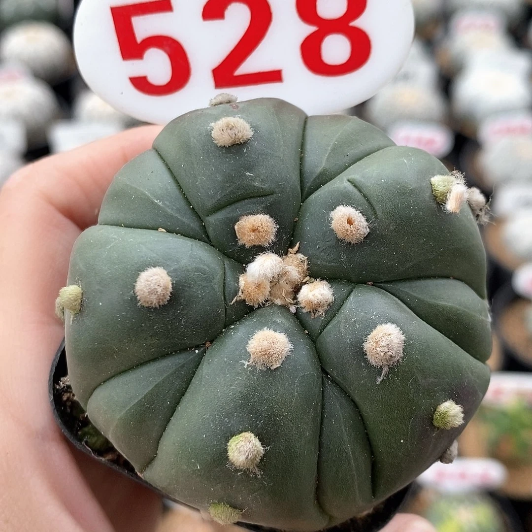 528五愣复愣有疤福利
