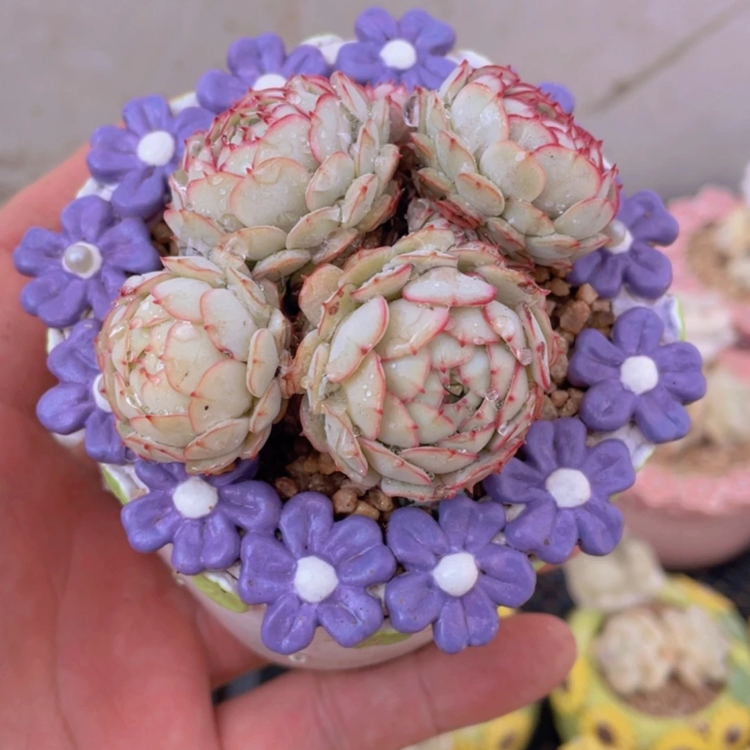 童*小红船一物一拍