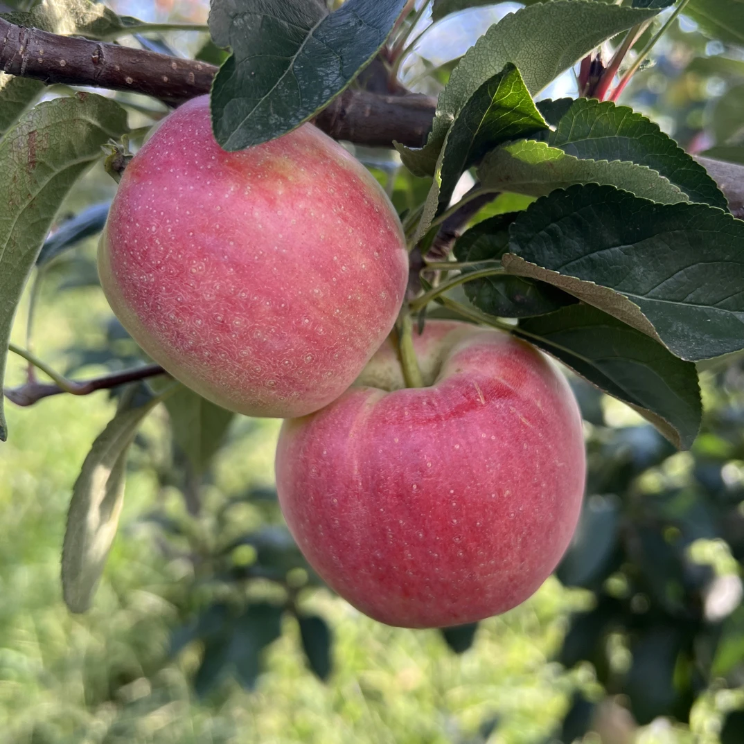 沂蒙山产地直发鲁丽苹果新鲜脆甜多汁应季水果