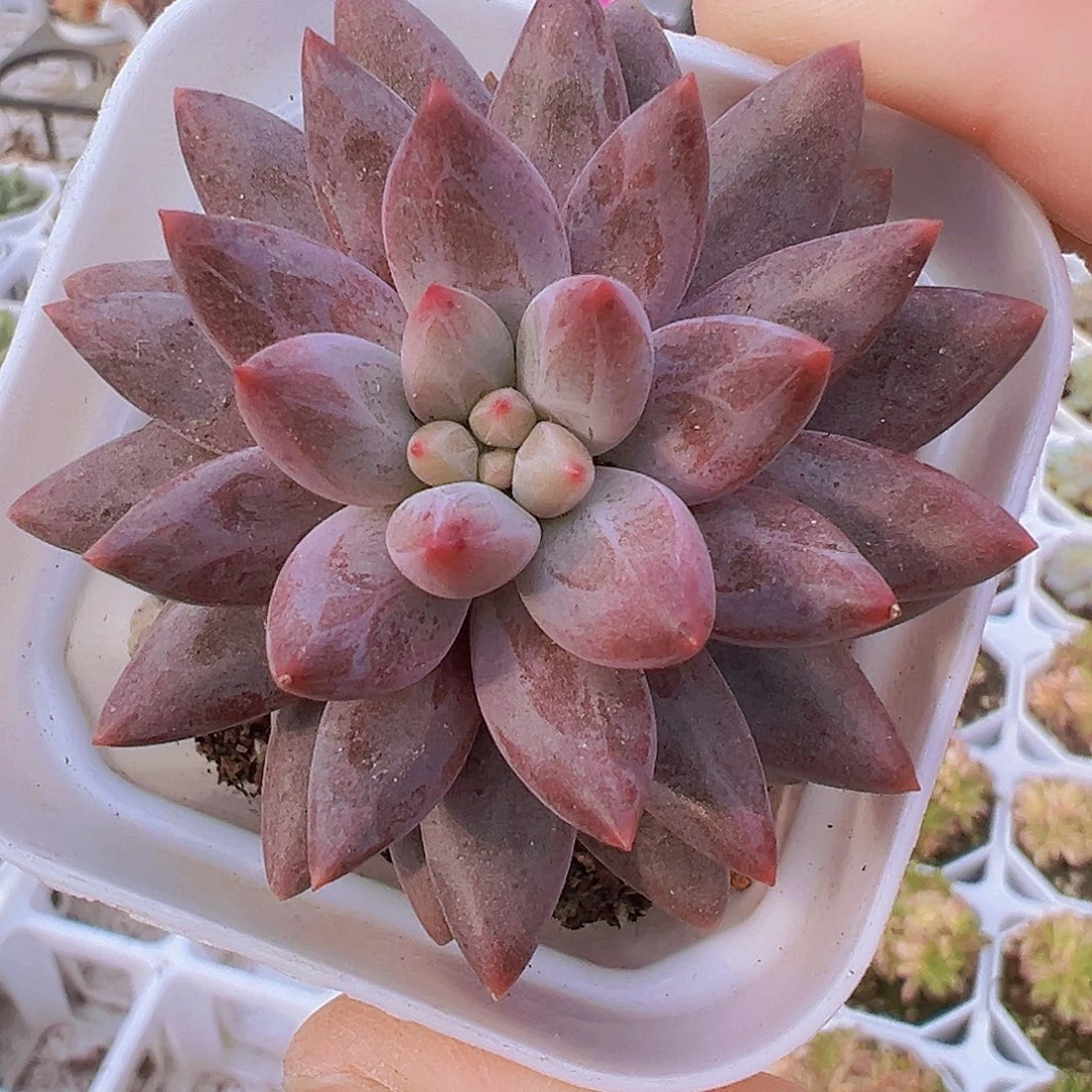 紫蜻蜓19包邮多肉植物