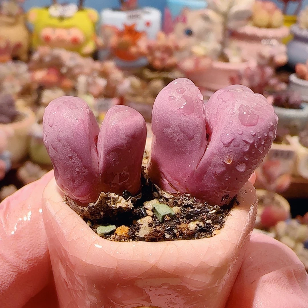 T红大内盆口2.5cm