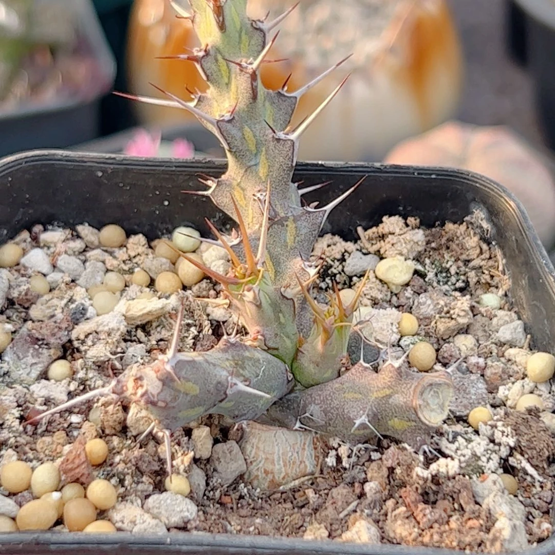 实生 巫师大戟一物一拍