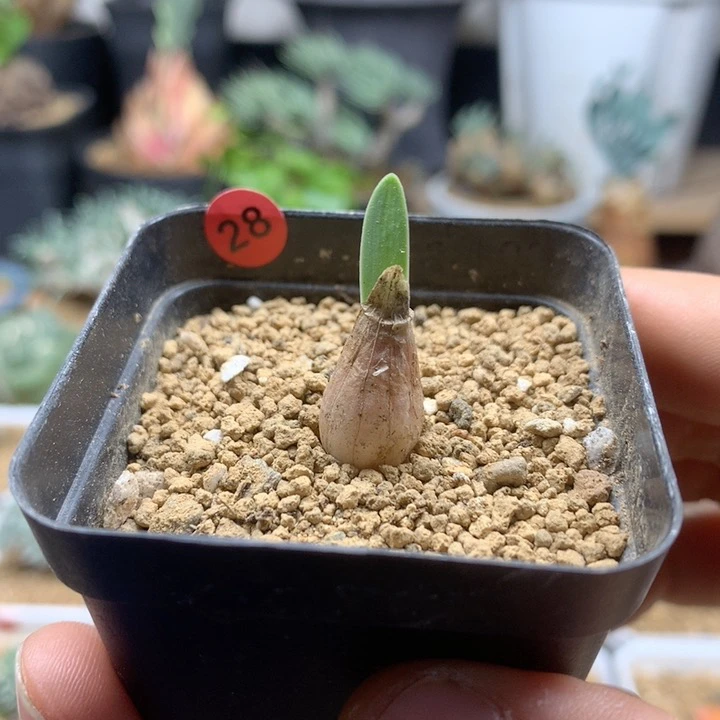 巨波叶血莲小苗带盆
