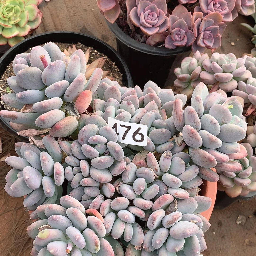 476咖啡美人一物一拍多肉